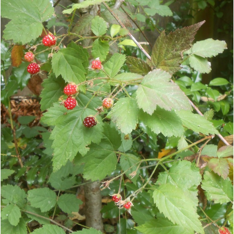 Trailing Blackberry