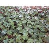 Redwood Sorrel