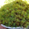 Hairy Cap Moss