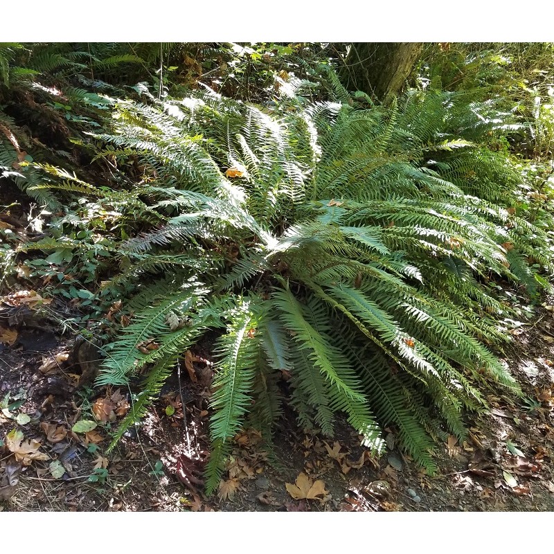 Western Sword Fern