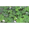 Redwood Sorrel