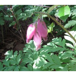 Pacific Bleeding Heart