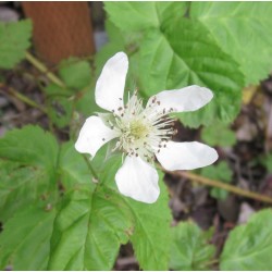 Trailing Blackberry