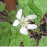 Trailing Blackberry