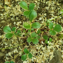 Wild Strawberry