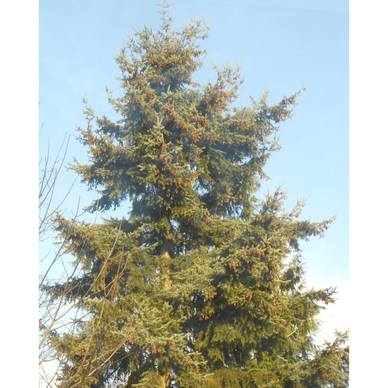 Douglas Fir