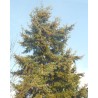 Douglas Fir